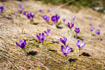 Purple crocus flowers. Saffron. Spring flowers on mountain meadow