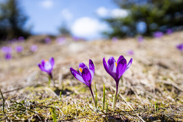 Purple crocus flowers. Saffron. Spring flowers on mountain meadow