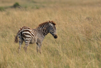 Fototapeta na wymiar Oxpecker feeding insect on Zebra at Masai Mara, Kenya