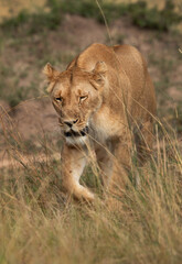 Fototapeta na wymiar Closeup of a subadult lioness walking in savannah, Masai Mara, Kenya