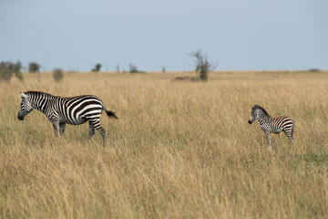 Fototapeta na wymiar Zebra with foal in Savannah grassland, Masai Mara