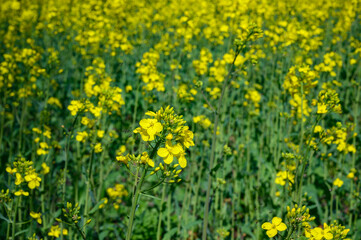 Obraz premium Rapsblüte mit Kohlschotenmücke