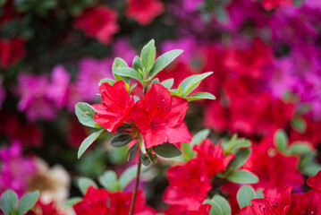 Closeup of red .rhododendron flowers in a public garden
