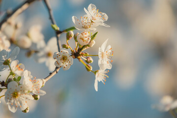 Frühlingserwachen - weiße Blüten eines Baumes vor blauem Hintergrund