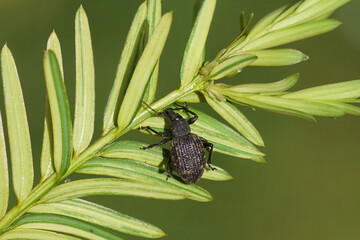 Black vine weevil (Otiorhynchus sulcatus) on a twig of a yew. Tribe Otiorhynchini. Subfamily...