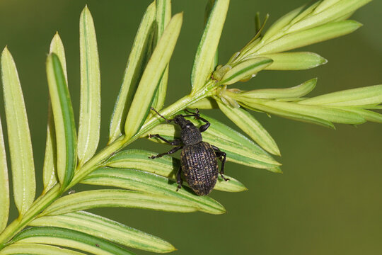 Black vine weevil (Otiorhynchus sulcatus) on a twig of a yew. Tribe Otiorhynchini. Subfamily Broad-nosed Weevils (Entiminae). Family Curculionidae. Spring, Dutch garden.