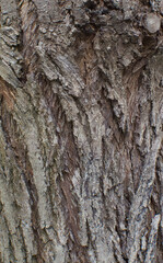 Details of the park of zizyphus mucronata