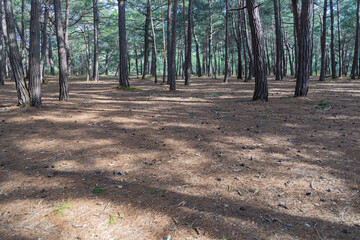An abandoned staircase in the forest. Gelendzhik, Russia. 16.04.2023
