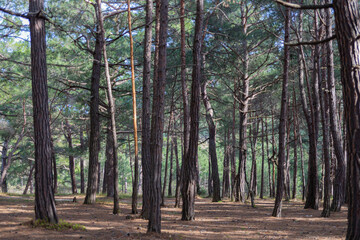 An abandoned staircase in the forest. Gelendzhik, Russia. 16.04.2023