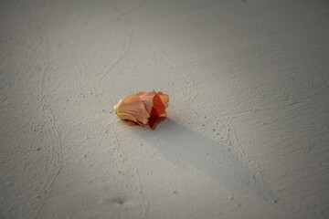 Blüte eines lindenblättrigen Eibisch liegt am weißen maledivischen Strand