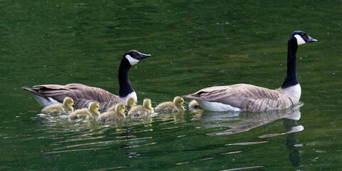 Poussin bernache du canada