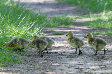 Poussin bernache du canada