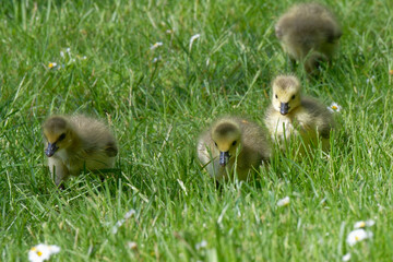 Poussin bernache du canada