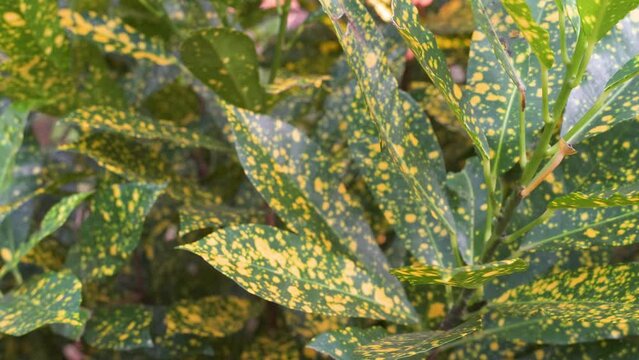Aucuba Green Leaves With Yellow Spots Closeup