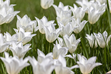 white spring flowers © tamaslaza3
