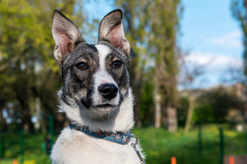 Portrait of a mongrel dog in nature. Closeup photo of an adorable dog.