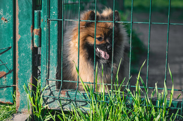 Dog in animal shelter waiting for adoption. Portrait of homeless dog in animal shelter cage.