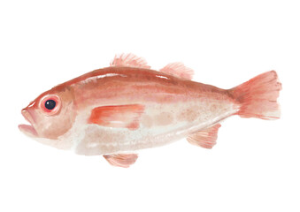 手描きのノドグロ01_1