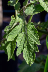 Close up abstract view of a green leaf on a garden tomato (solanum lycopersicum) plant