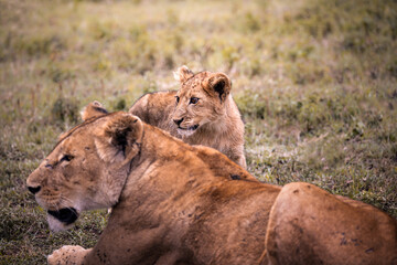 Wild majestic lion cub, simba, with his mother, a lioness, lion family, in the savannah in the Serengeti National Park, Tanzania, Africa
