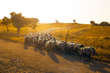 Gregge di pecore al pascolo, Sardegna, Italia  - obrazy, fototapety, plakaty
