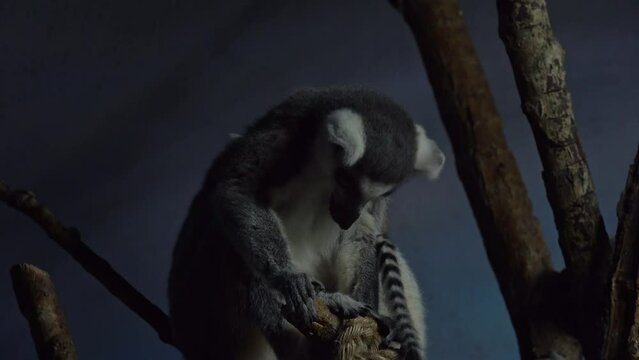 Lemur with a cub sitting on it climbs the branches of a tree. Animals in the wild