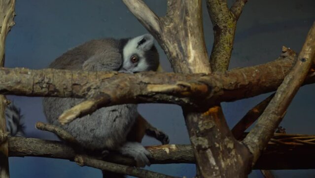 Lemur with a cub sitting on it climbs the branches of a tree. Animals in the wild