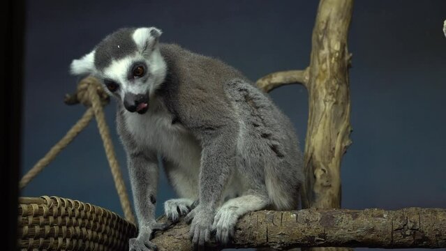Lemur eating on the branches of a tree. Animals in the wild