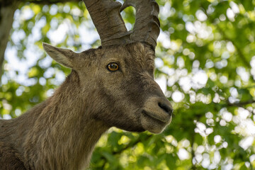 Alpensteinbock in Österreich