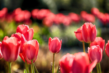 Czerwone tulipany na klombie w mieście rano.