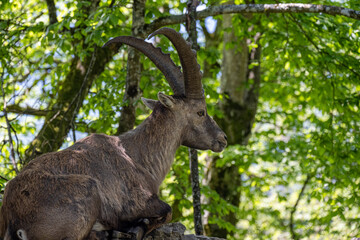 Alpensteinbock in Österreich