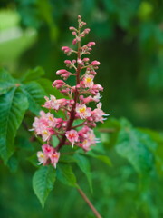 Green tree with beautiful pink flowers and buds