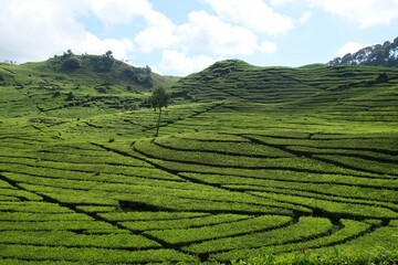 Teeplantage in Indonesien