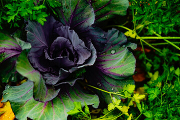 purple cabbage in the garden