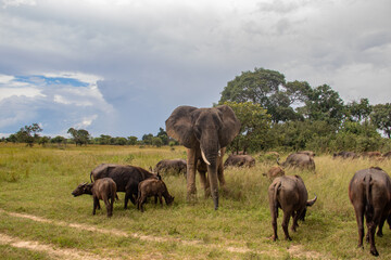 Members of big five African animals, elephant and buffalo walking together in savannah in African open vehicle safari in Zimbabwe, Imire Rhino & Wildlife Conservancy