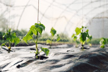 Ansicht Junge Tomatenpflanzen mit Bewässerung, Regen  von oben. Im Gewächshaus
