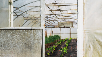 Blick durch eine offene Tür in ein Gewächshaus. nachhaltiger biologisch landwirtschaftlicher Anbau von Gemüse im Gewächshaus. 