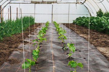 nachhaltiger biologischer landwirtschaftlicher Anbau von Tomaten im Gewächshaus.
