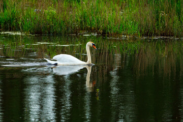 A white mute swan on a river	