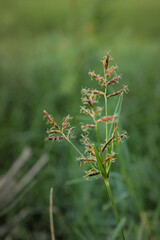 Grass can be beautiful when you see cyperus rotundas