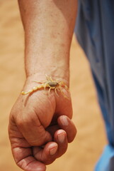 Scorpion on a mans hand in Morocco in the desert