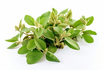 Naklejka premium Soybean bush closeup isolated on white background. Cultivation and production of soy products. Generative AI
