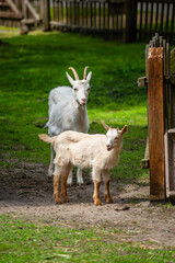 Kozy domowe © fotozen