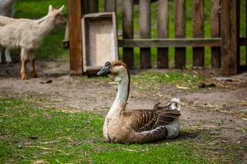 Gęś domowa © fotozen