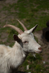 Portret kozy domowej.  © fotozen