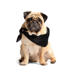 Cute pug in a black scarf around his neck on a white background.