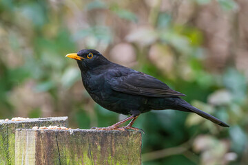 A Male Common Black Bird in England