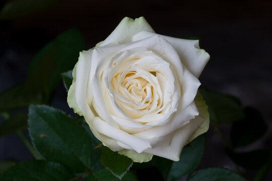 In a garden very beautiful white rose grew