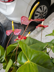 Potted red Anthurium flowers adorn the sidewalk. Other names are: tailflower, flamingo flower and laceleaf.