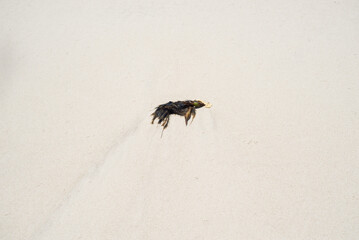 View of old branches on the sands of Guaibim beach